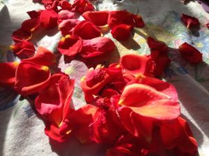 rose petals are not litter