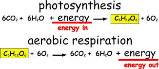 photosynthesis-and-aerobic-respiration