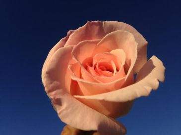 rose-pink-against-blue-sky-jd