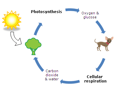 photosynthesis-cycle