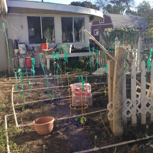 urb ag plants in the ground and cages