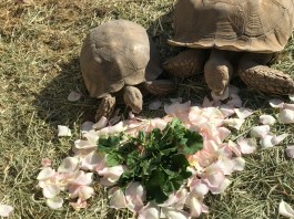 tortoises and rose petals