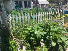 dbm eru garden1 mem day 2018