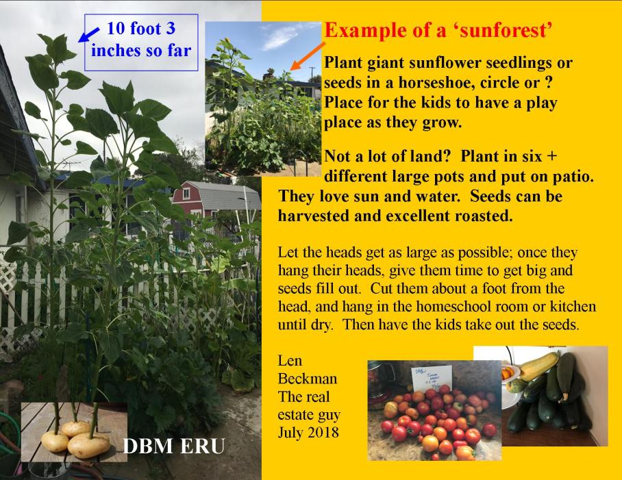 DBM ERU july 2019 on sunforests