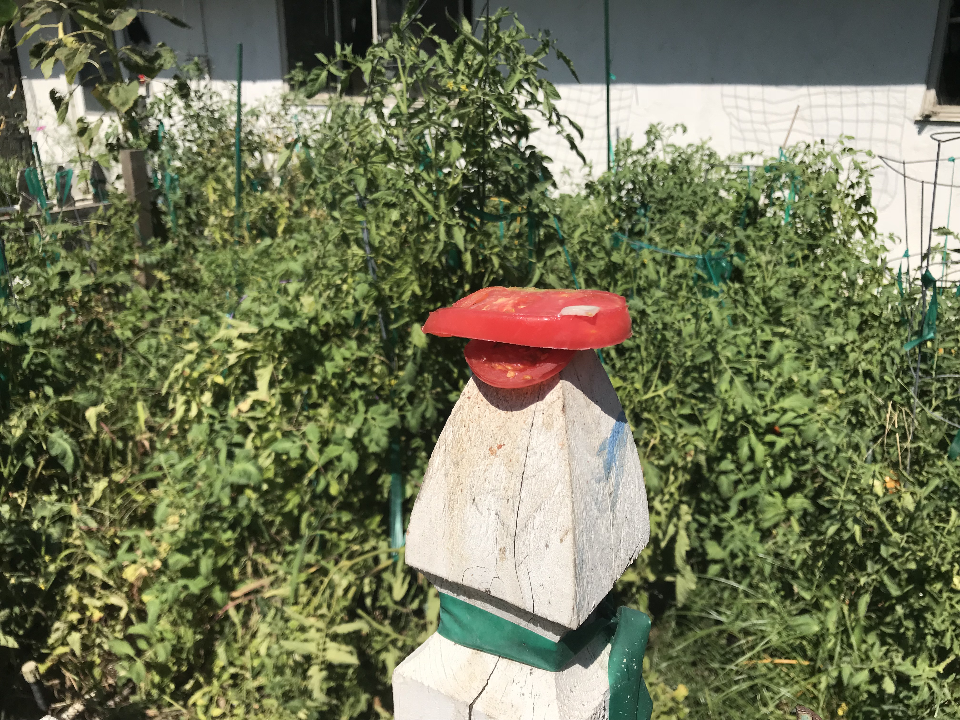 japanese beetle bait