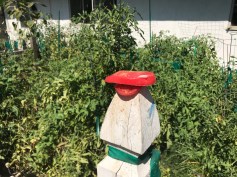 japanese beetle bait