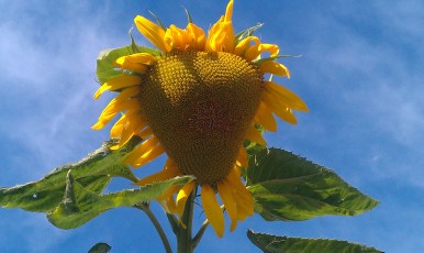 sunflower of love.jpg