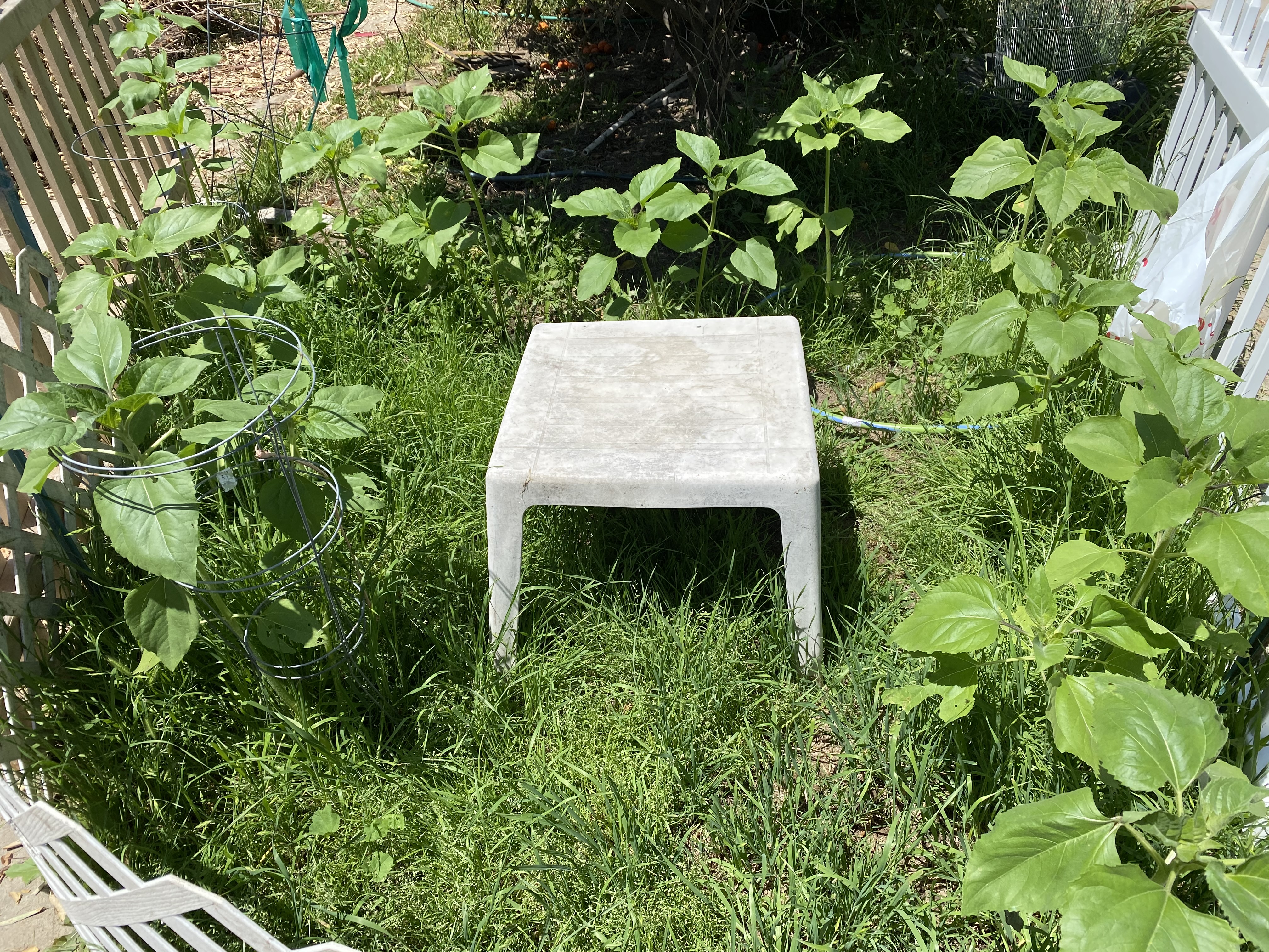 sun forest wi table eg